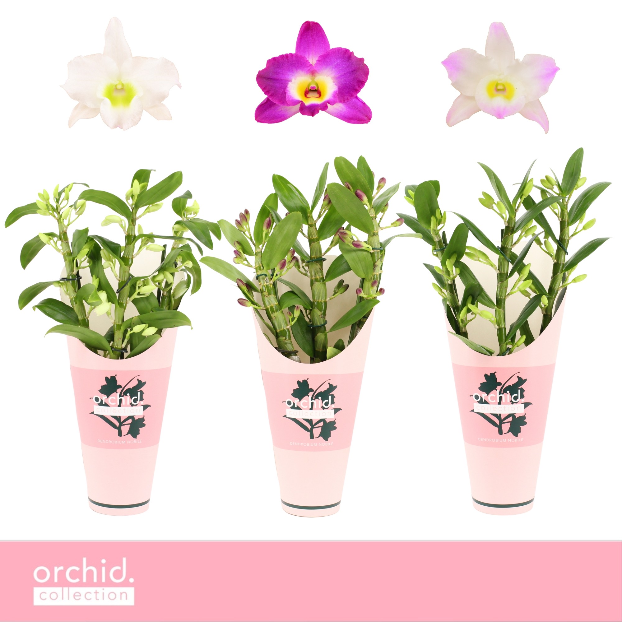 Picture of Dendrobium Nobilé, Mix 3-spike Compact Orchid Collection Potcover P12 40CM