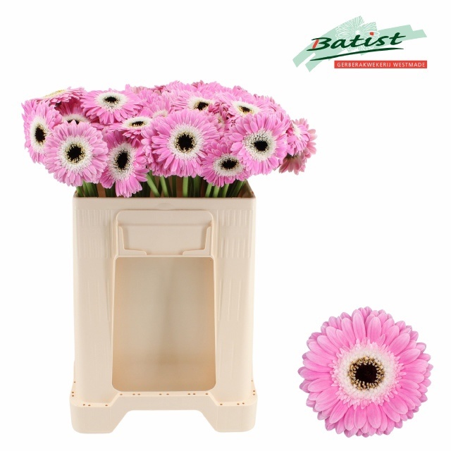 Gerbera Mini Tahiti