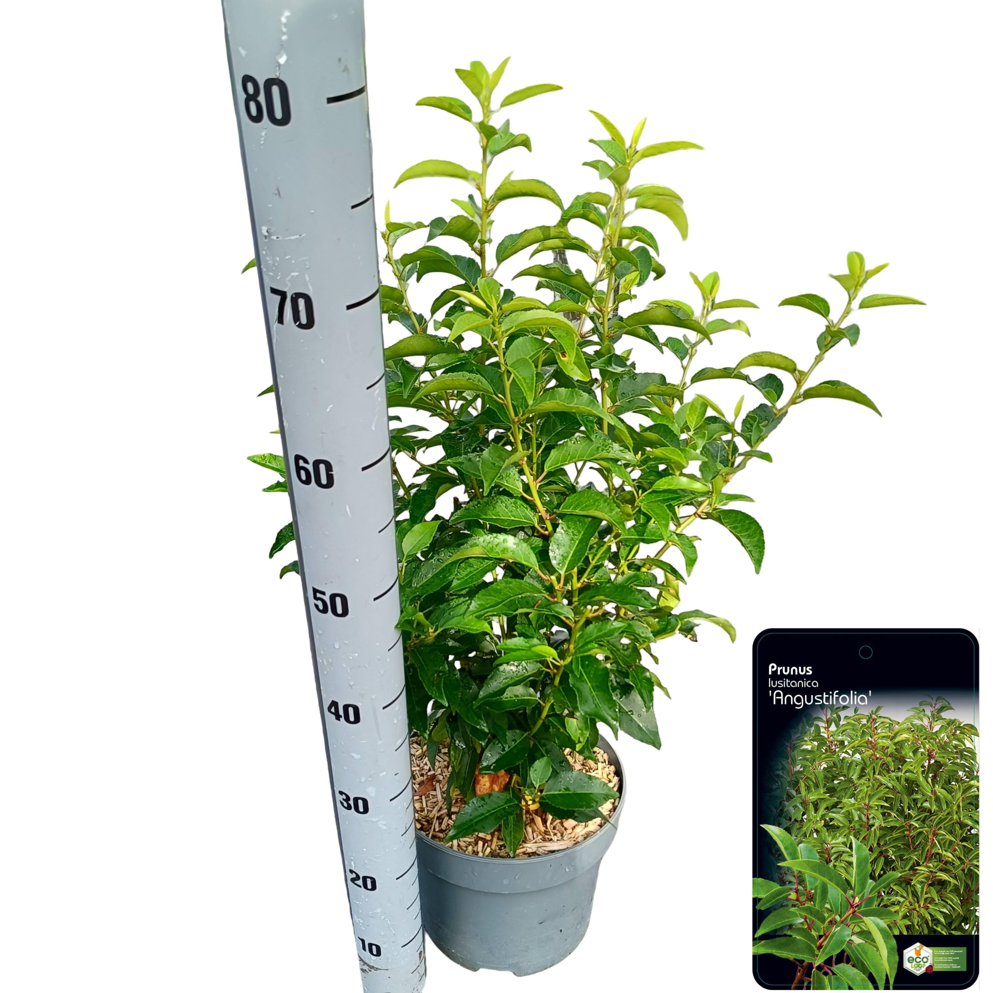 Picture of Prunus lusitanica Angustifolia C5