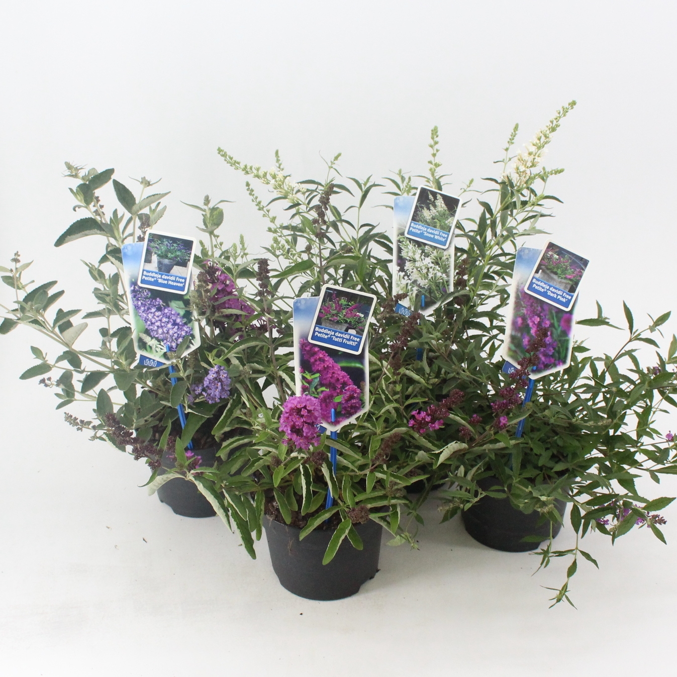 Picture of Buddleja (Free petite) mix P17 (minimum order one layer)