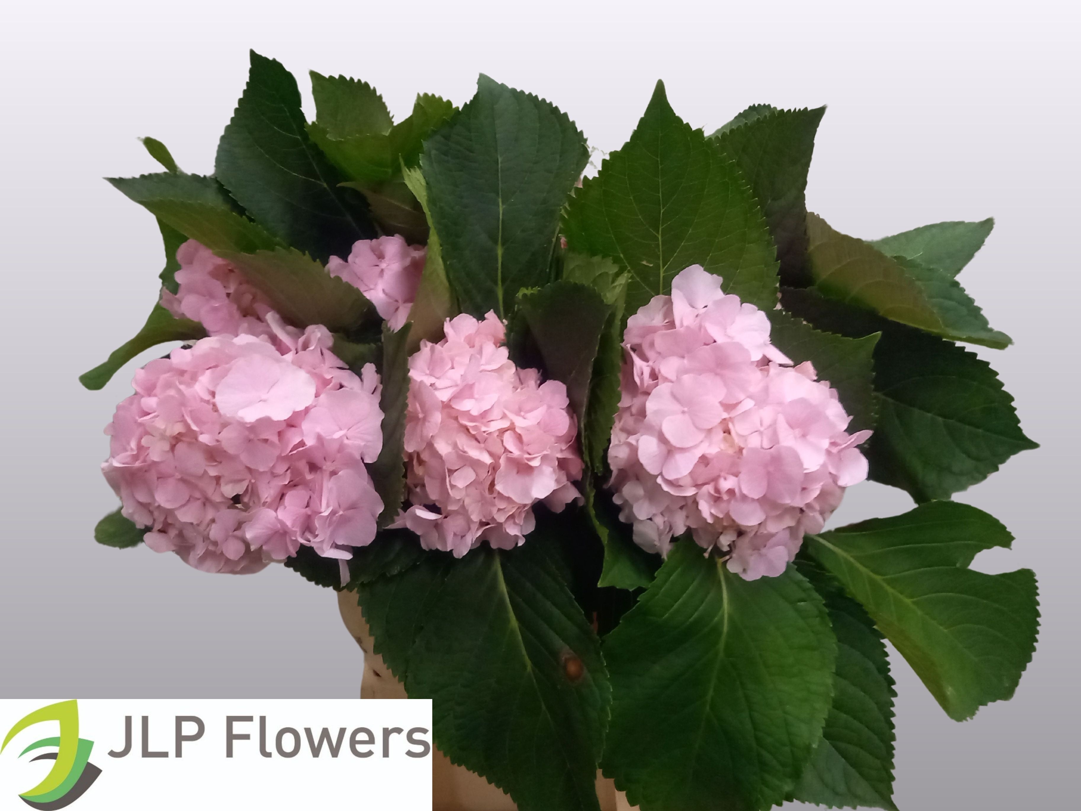 Hydrangea Verena Pink 60cm 20Ø