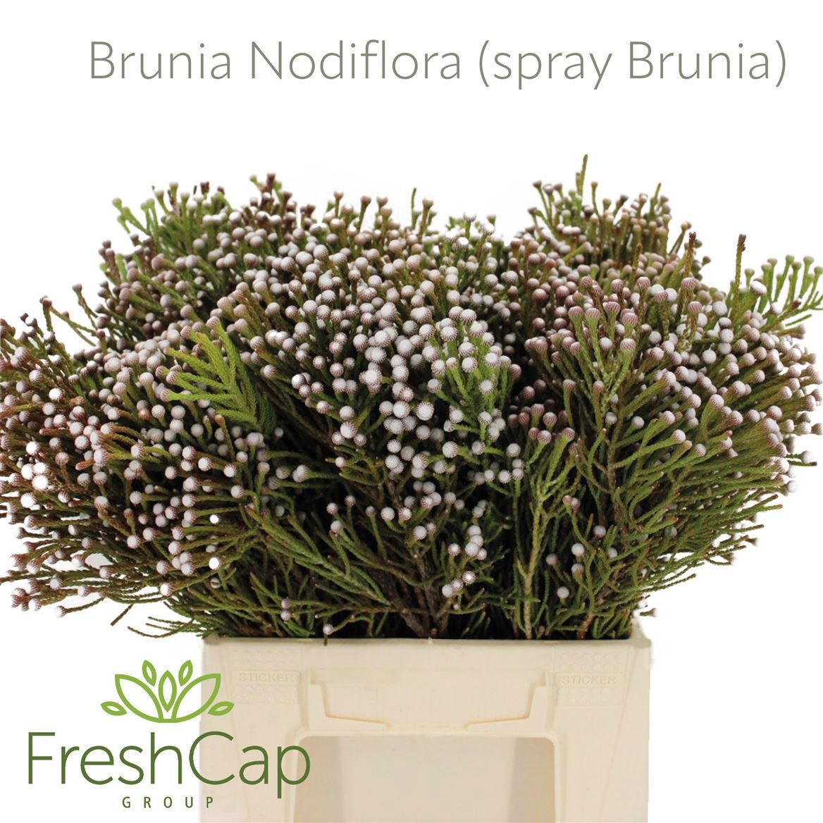 Brunia Nodiflora 40cm
