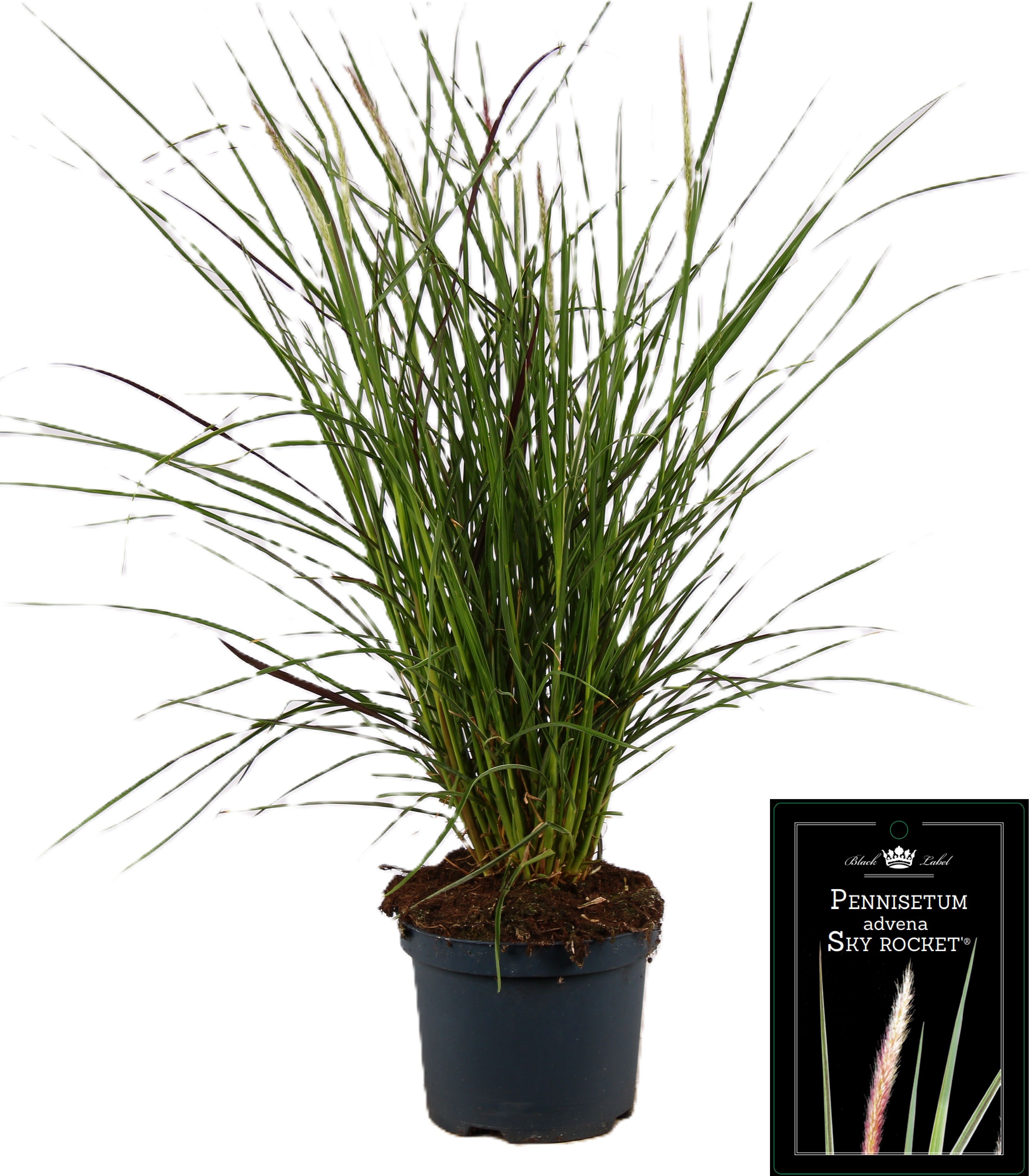 Picture of Pennisetum x advena Sky Rocket