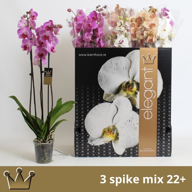Phal Gem 7 Kl 12Ø 75cm