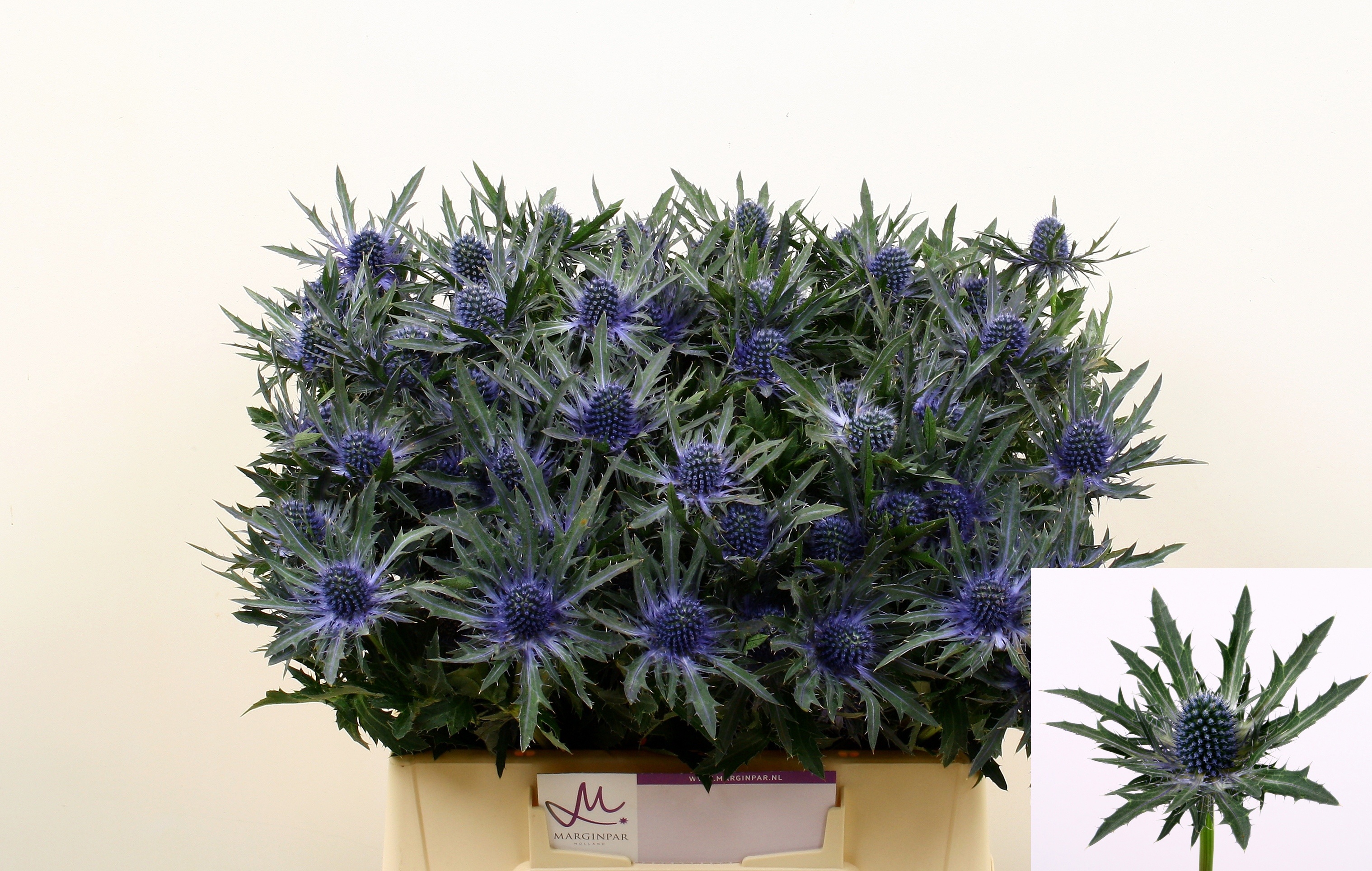 Eryngium Orion 40cm