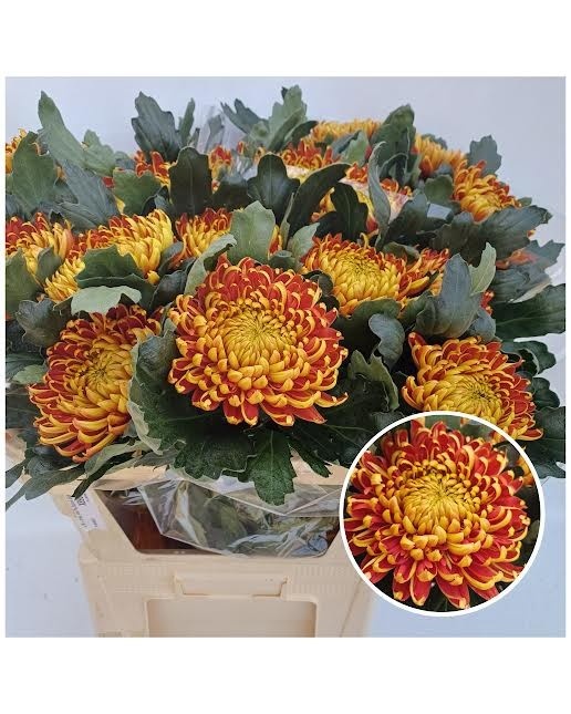 Chrys Single Fuego 80cm 110gram