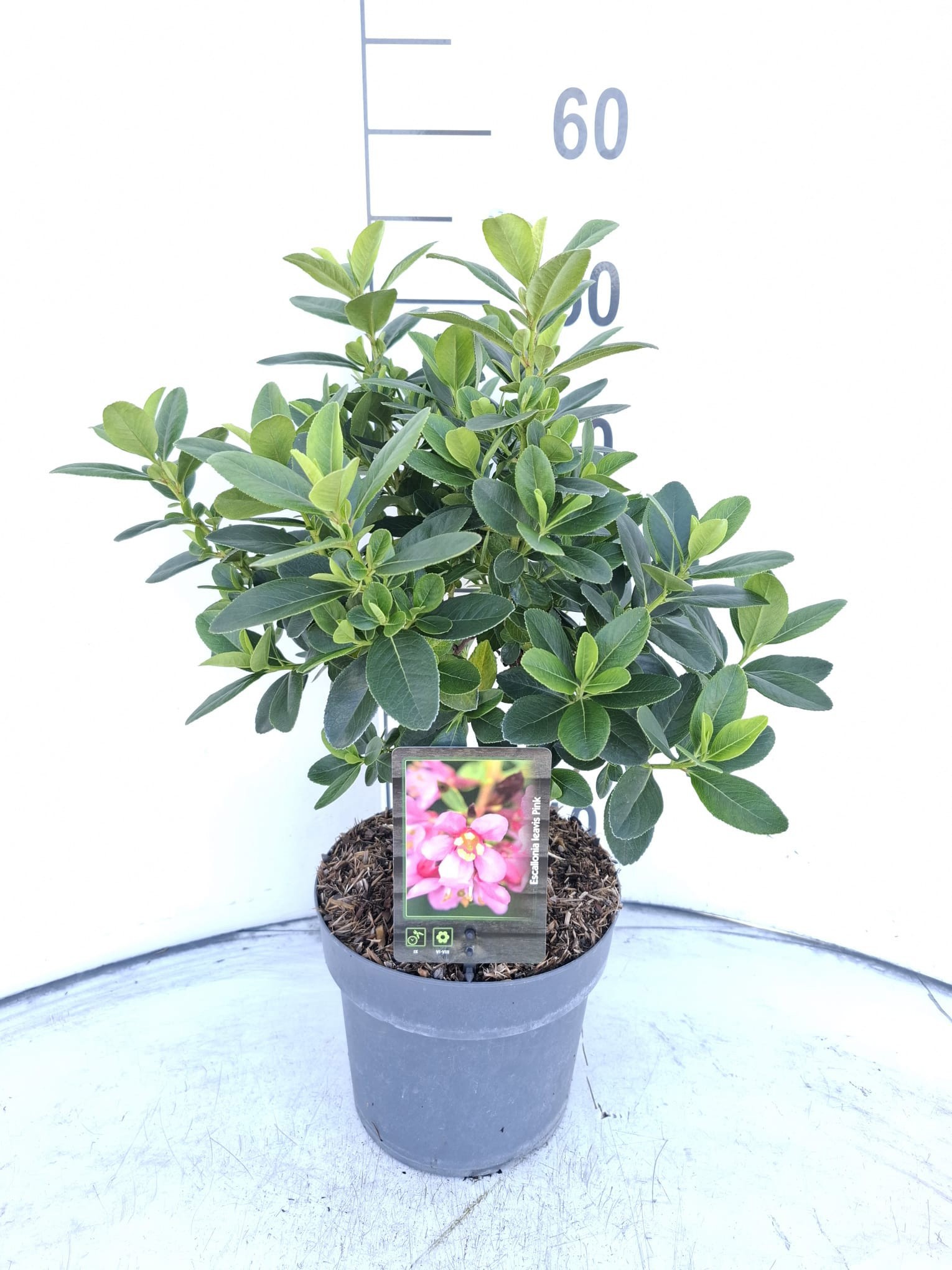 Escallonia laevis Pink Elle ('Lades')