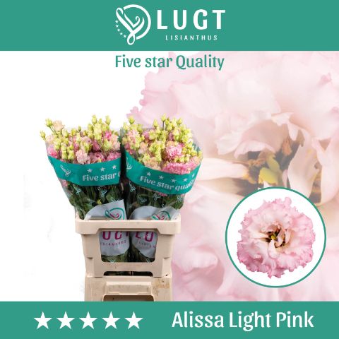 Eus G Alissa Ligh Pi