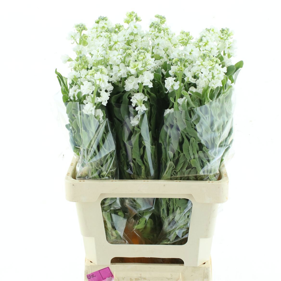 Matthiola Iron White 70cm