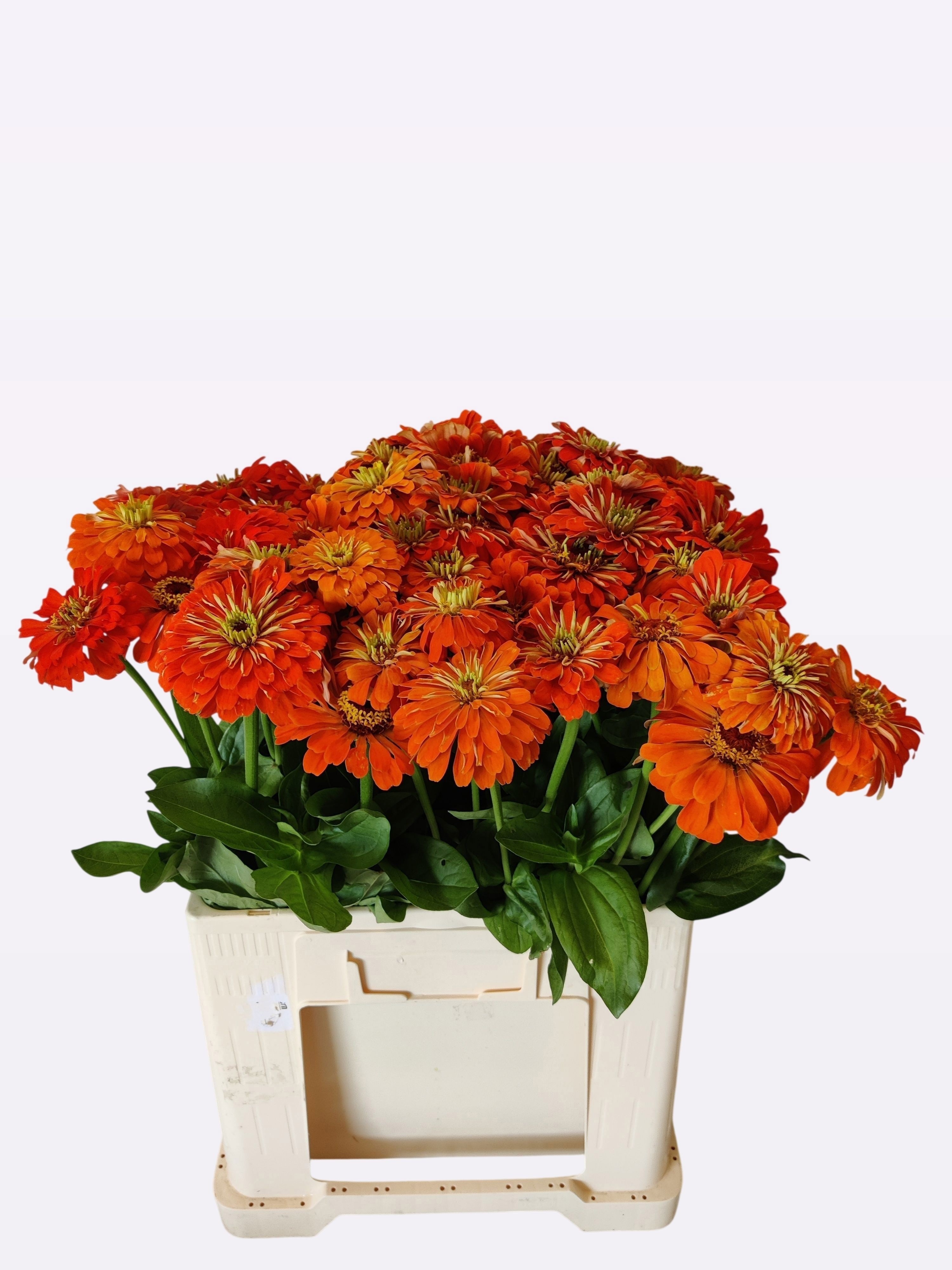 Zinnia Elegans 60cm