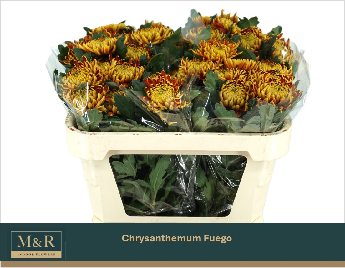 Chrys Single Fuego 70cm 75gram