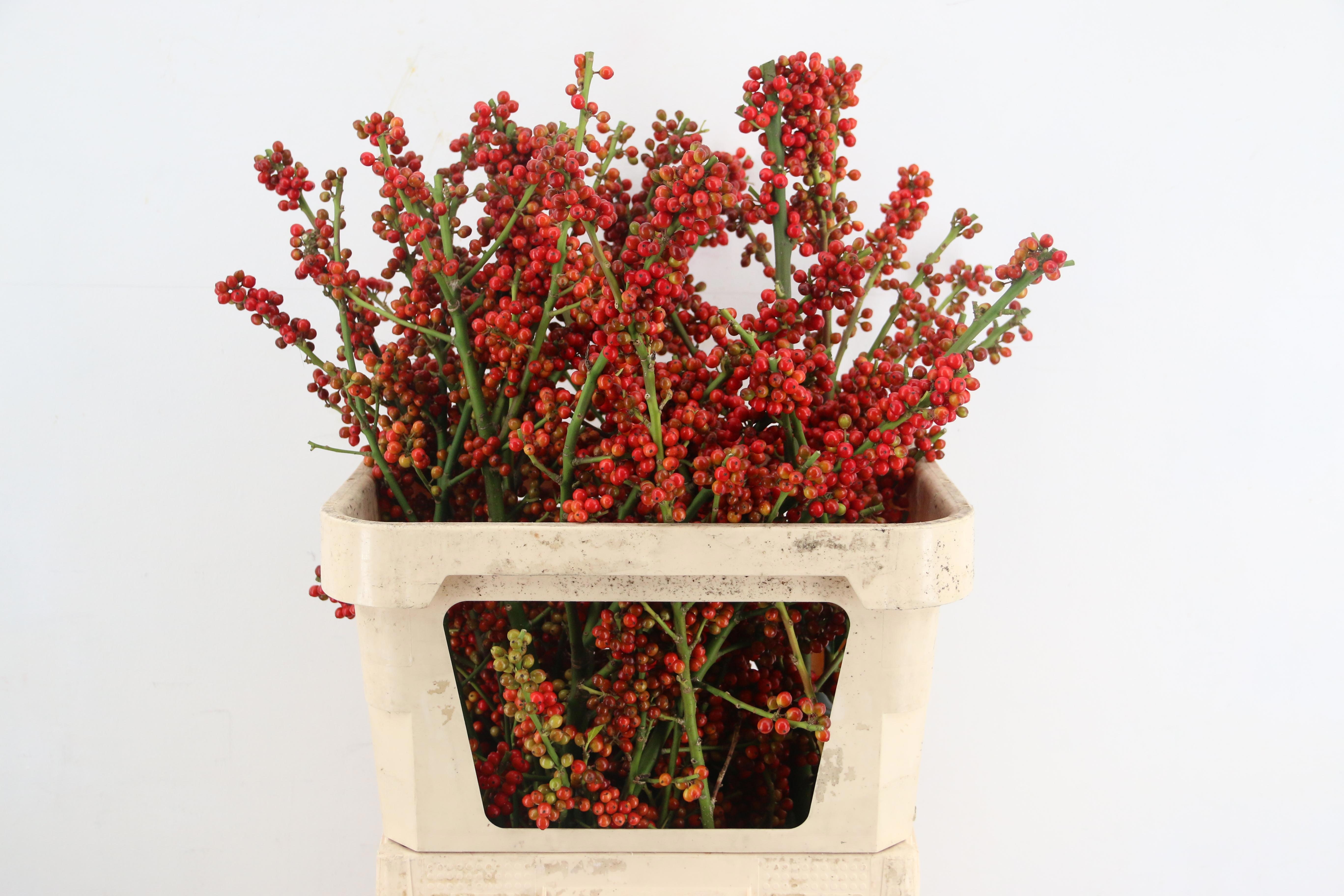 Snijbloemen Ov 80L.cm 13bloei