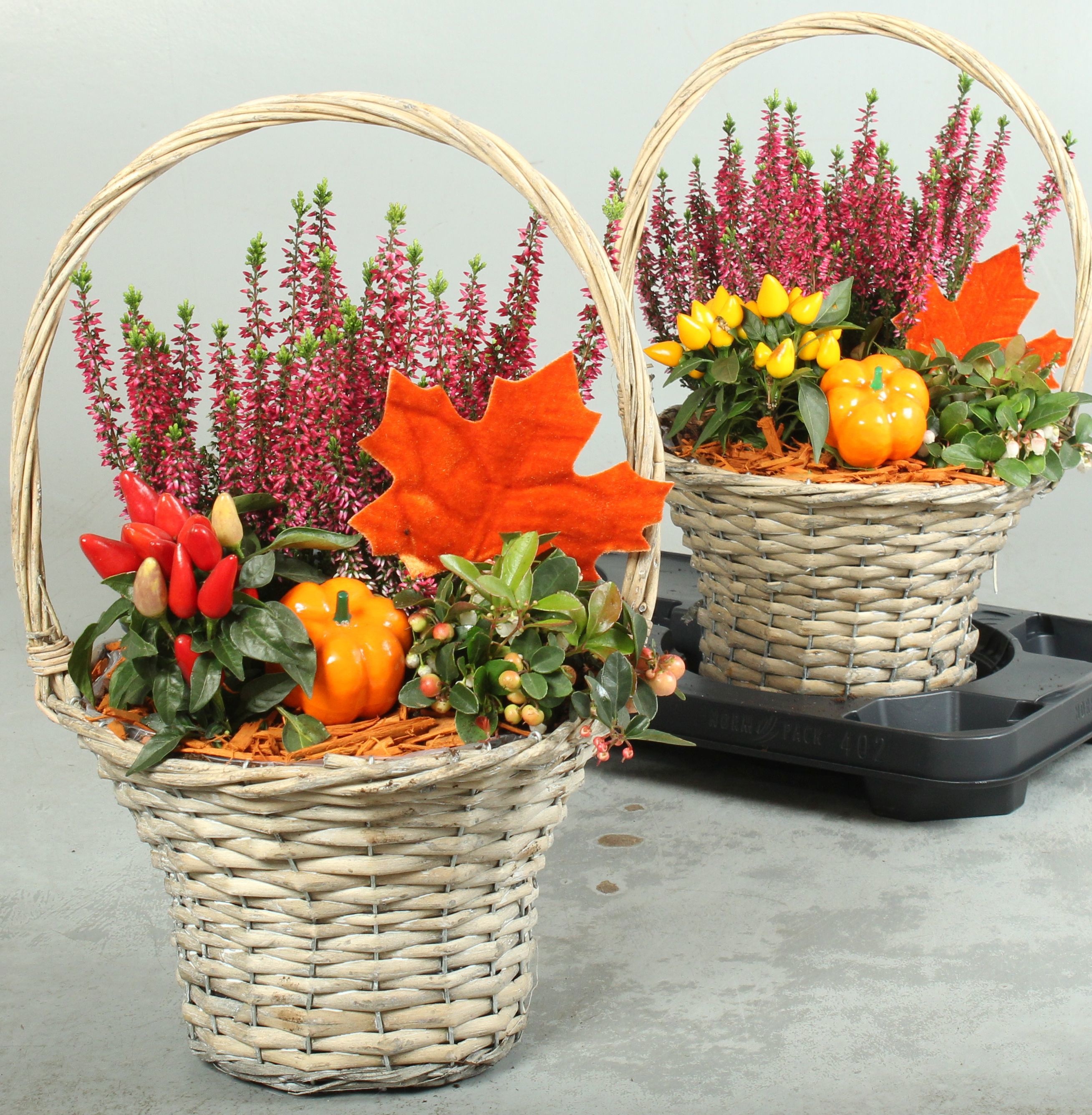 Arr Tuinplanten 24P 46cm