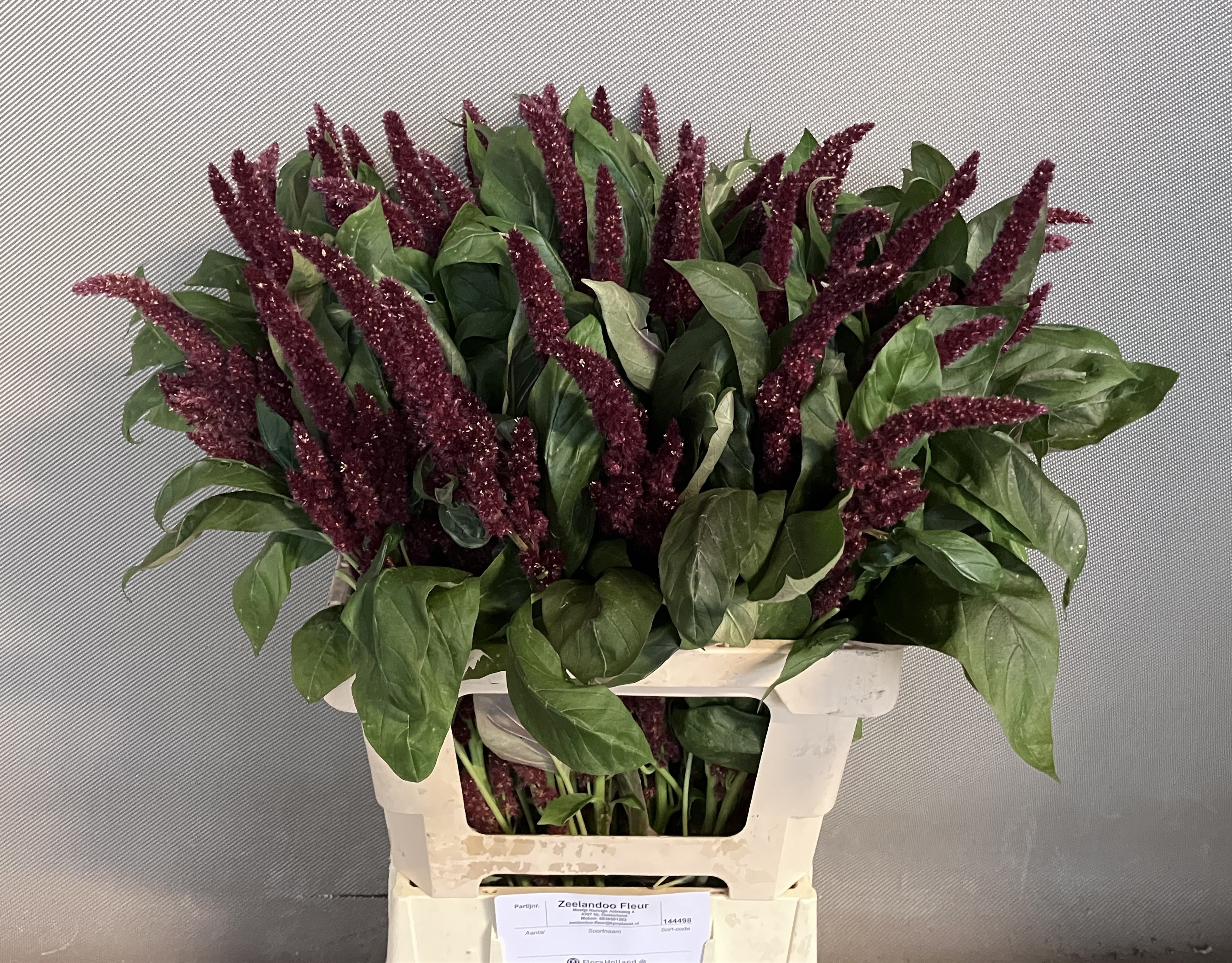 Amaranthus Upright Pygmy Torch 60cm