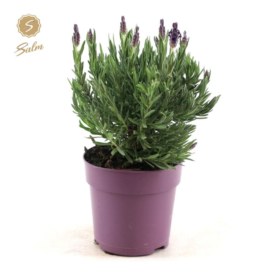 Picture of Lavandula st. 'Anouk'® Collection P12