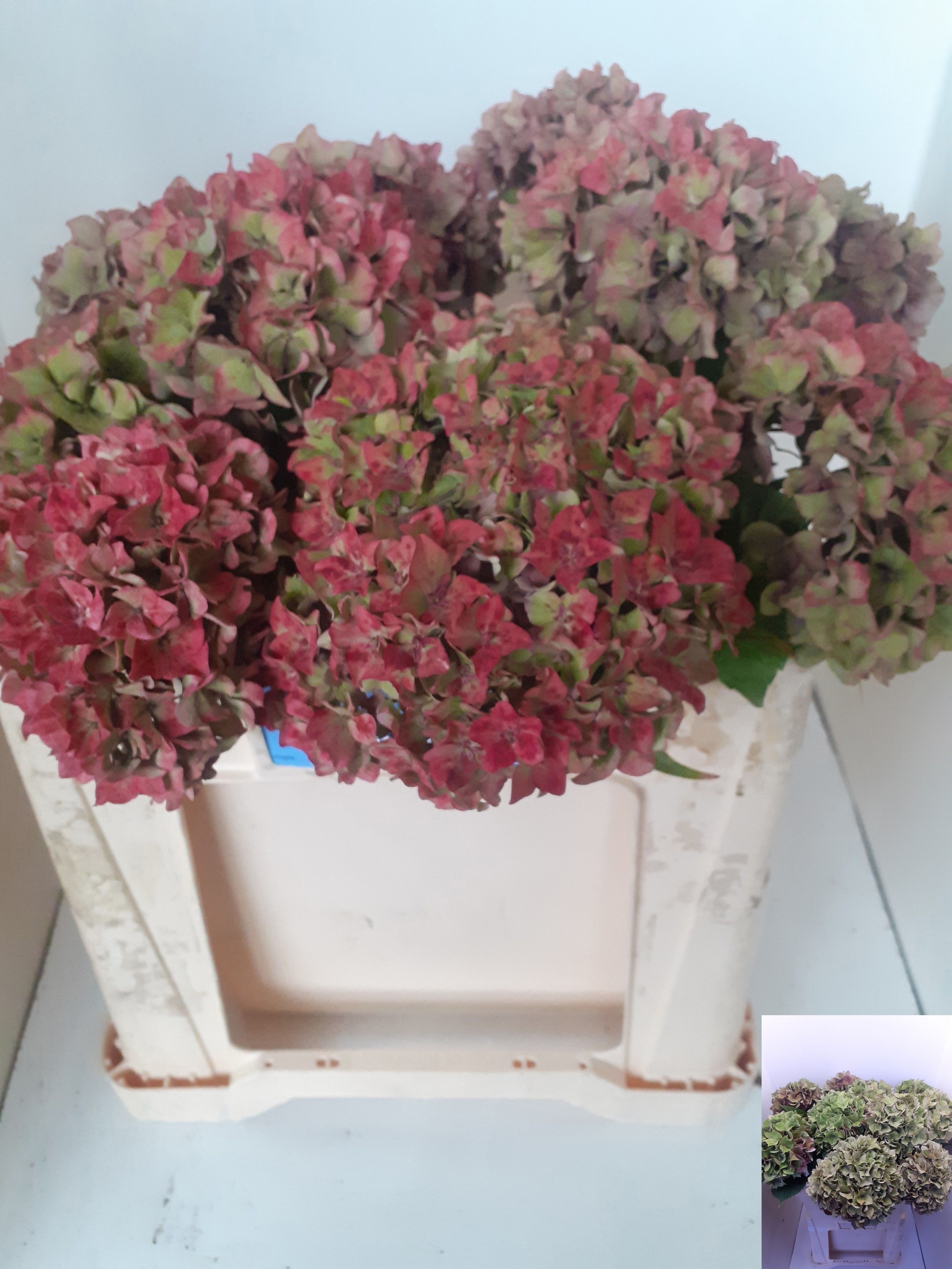 Hydrangea Rodeo Classic Pink 50cm 14Ø