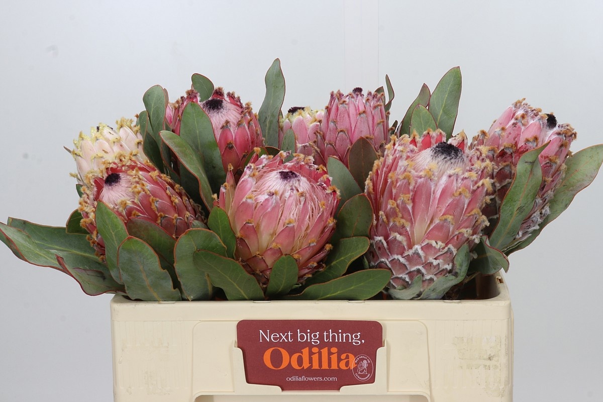 Protea Barbigera 50cm