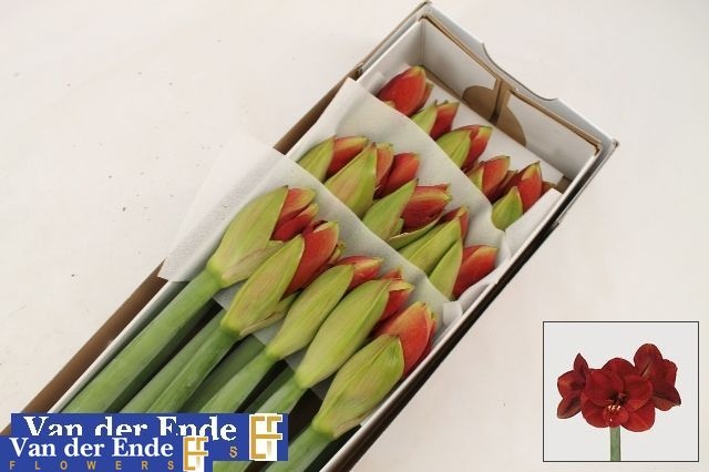 Hippeastrum Ferrari 4bl