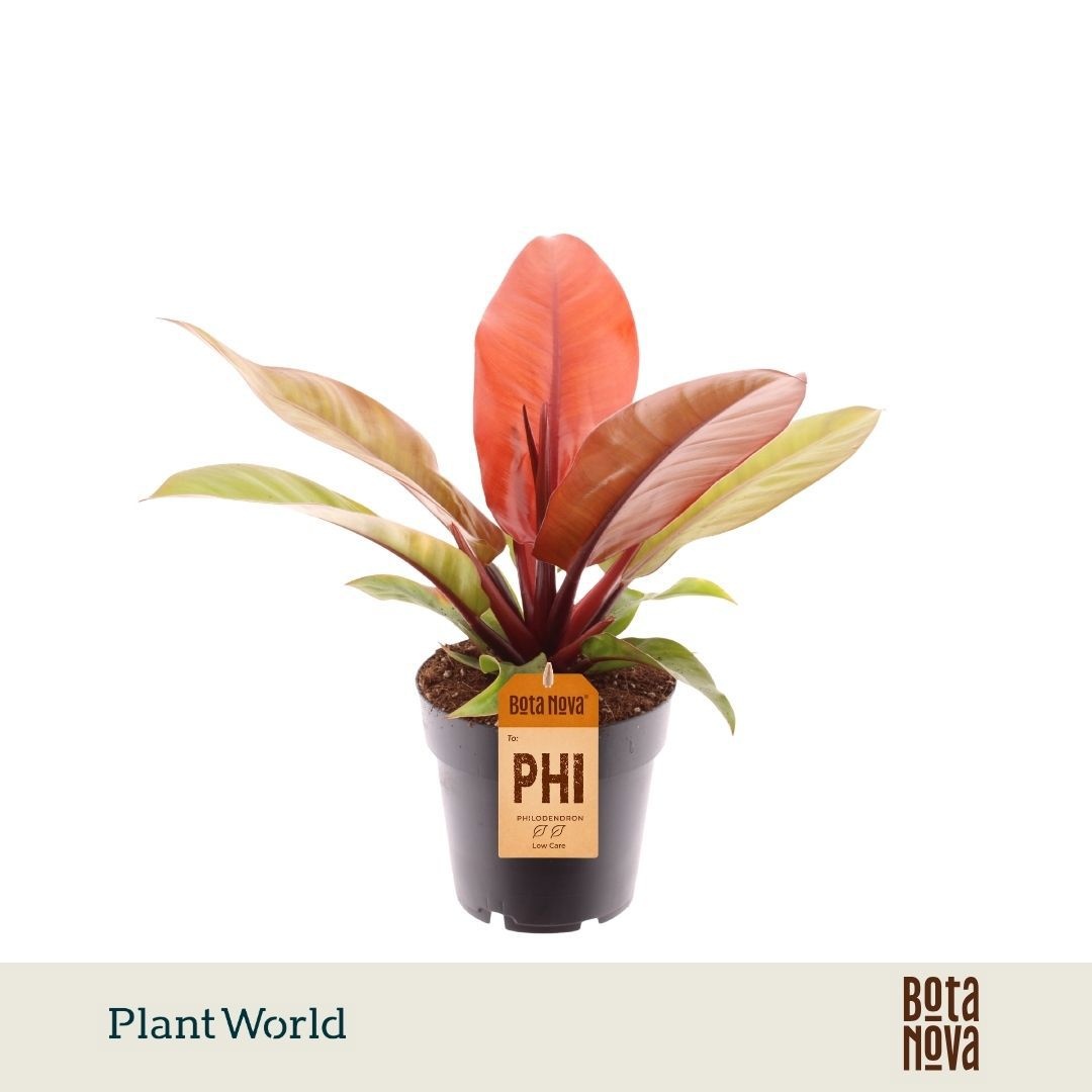 Philodendron Prince Of Orange