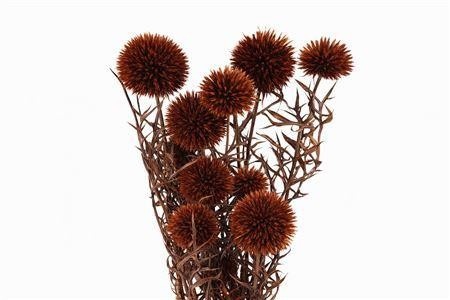 Dried/preserved Flowers Misc 70cm 150gram