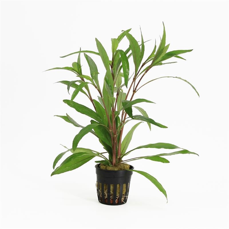 Hygrophila angustifolia