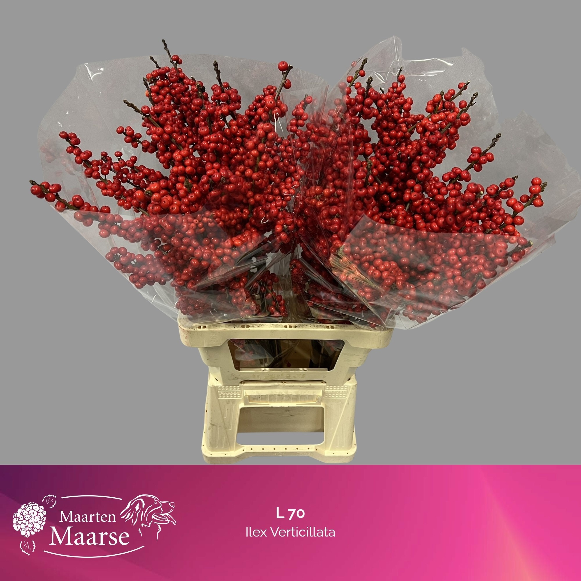 Ilex Verticlilata 70cm