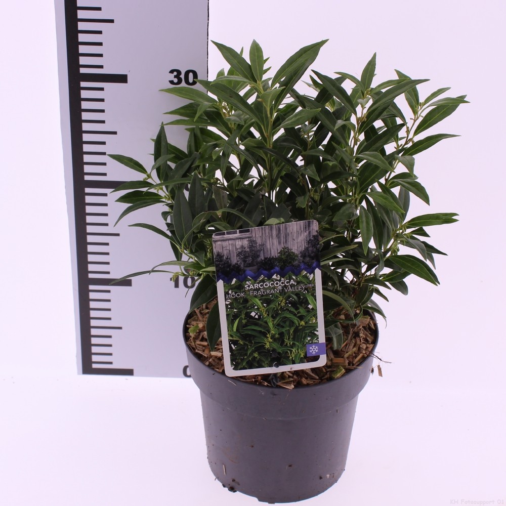 Picture of sarcococca 'Fragrant Valley' (Sarsid3) PBR