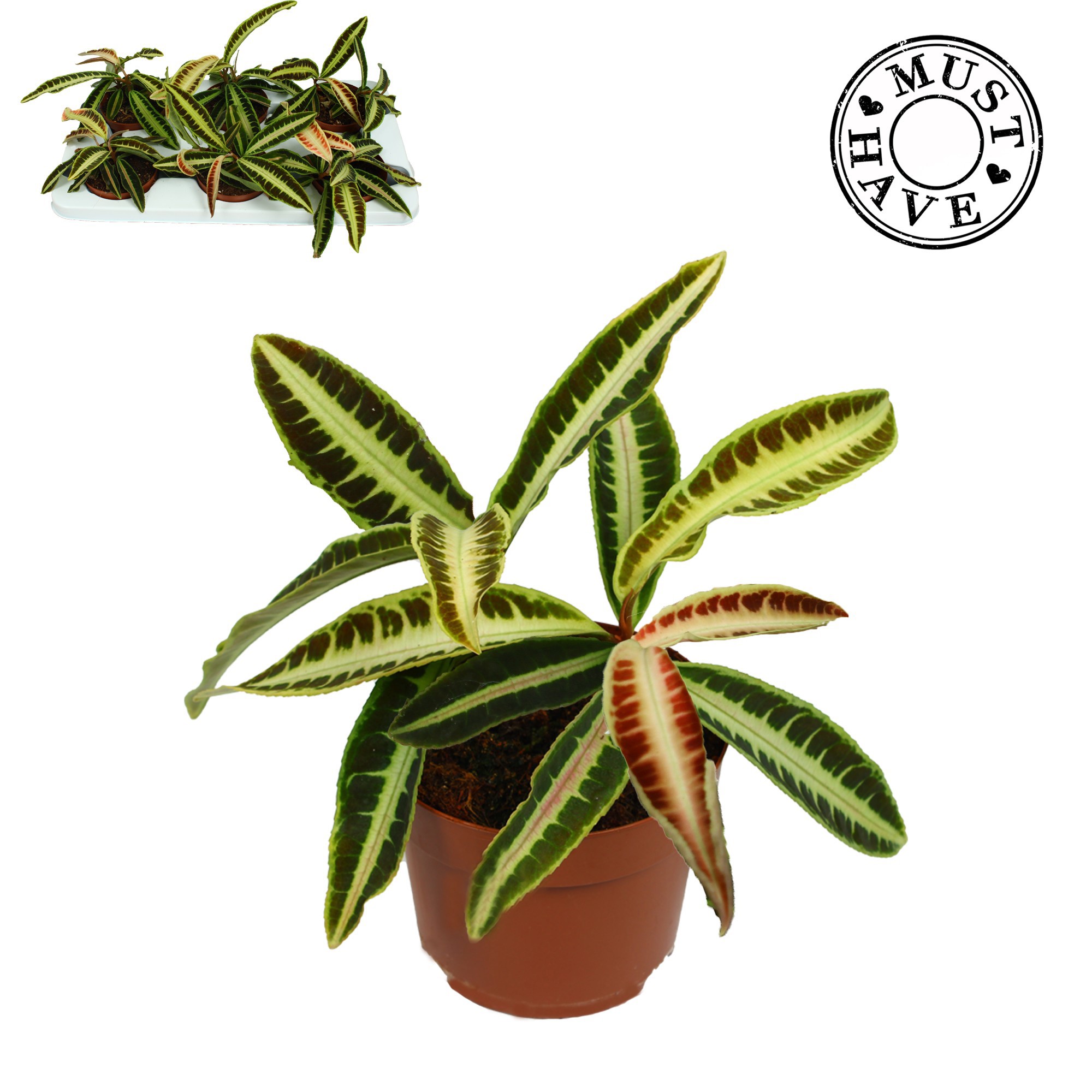 Labisia Obtusifolia Jabi Must Have