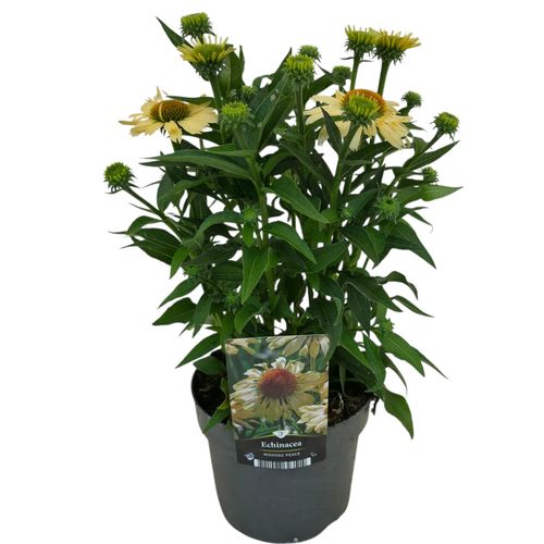 Echinacea Mooodz Dream p17 Florizon
