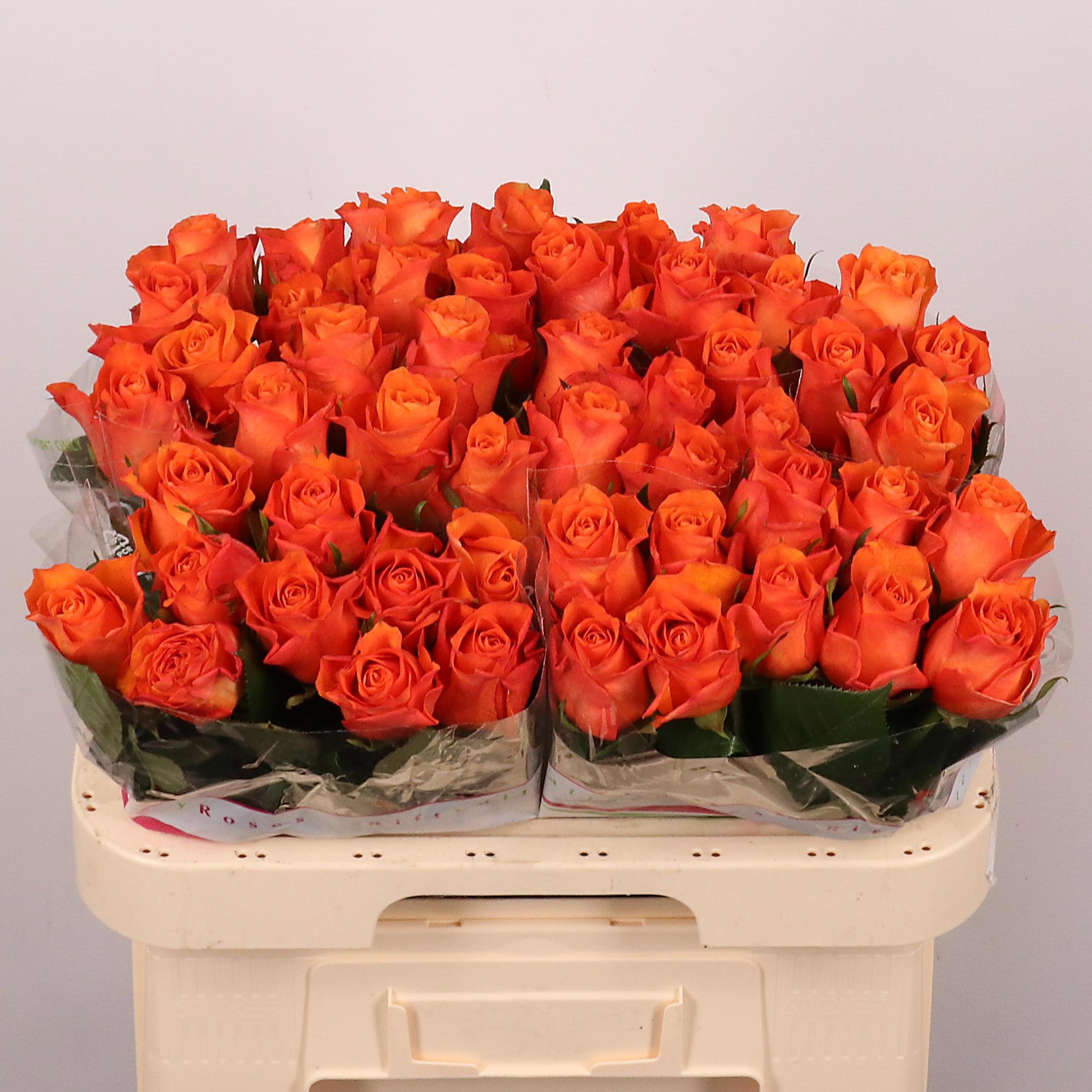 Rosa Orange Wave 60cm