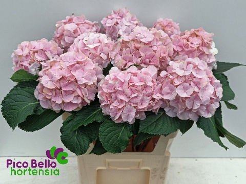 Hydrangea Verena Light Pink 80cm 20Ø
