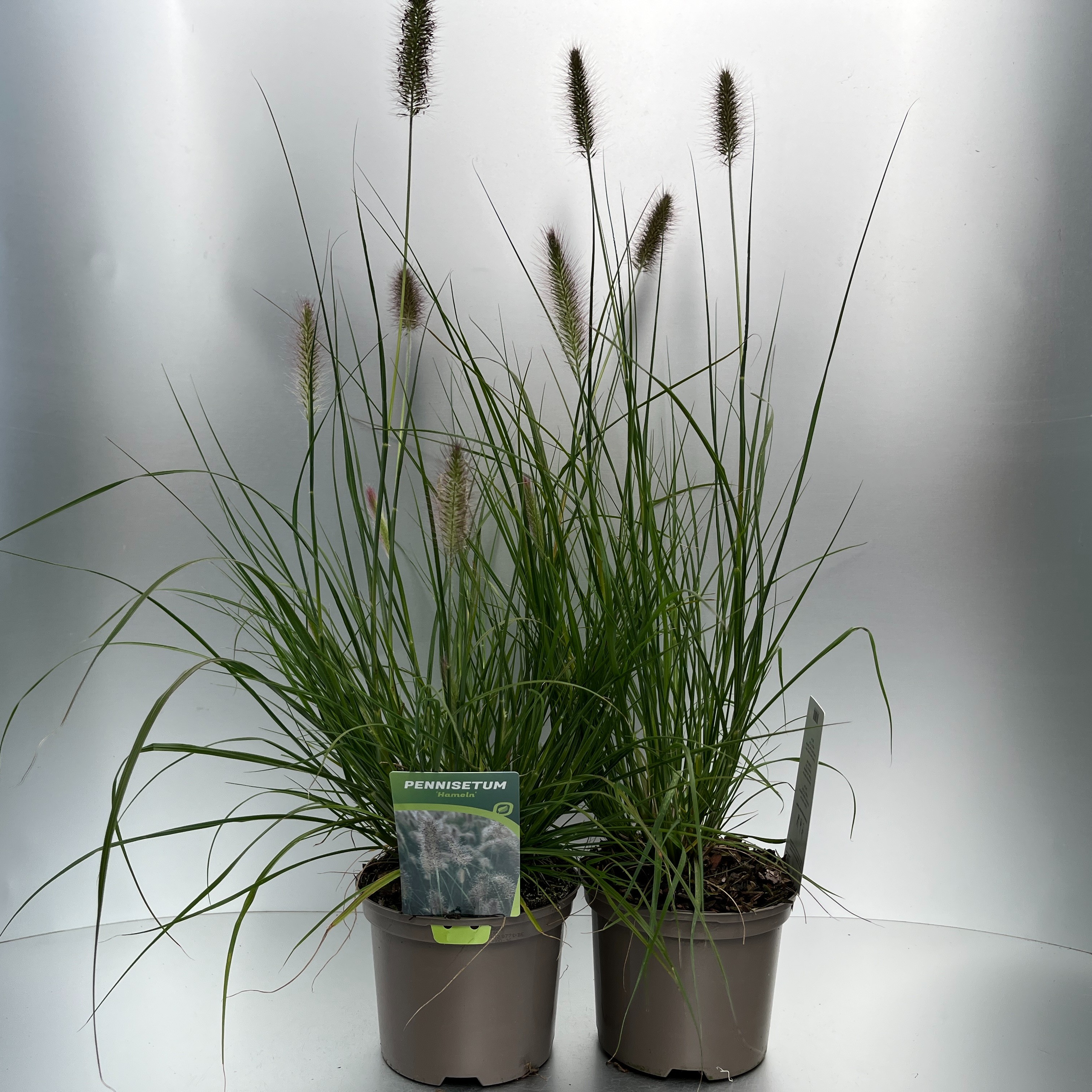 Picture of Pennisetum alopecuroides Hameln P17 (2 Ltr)