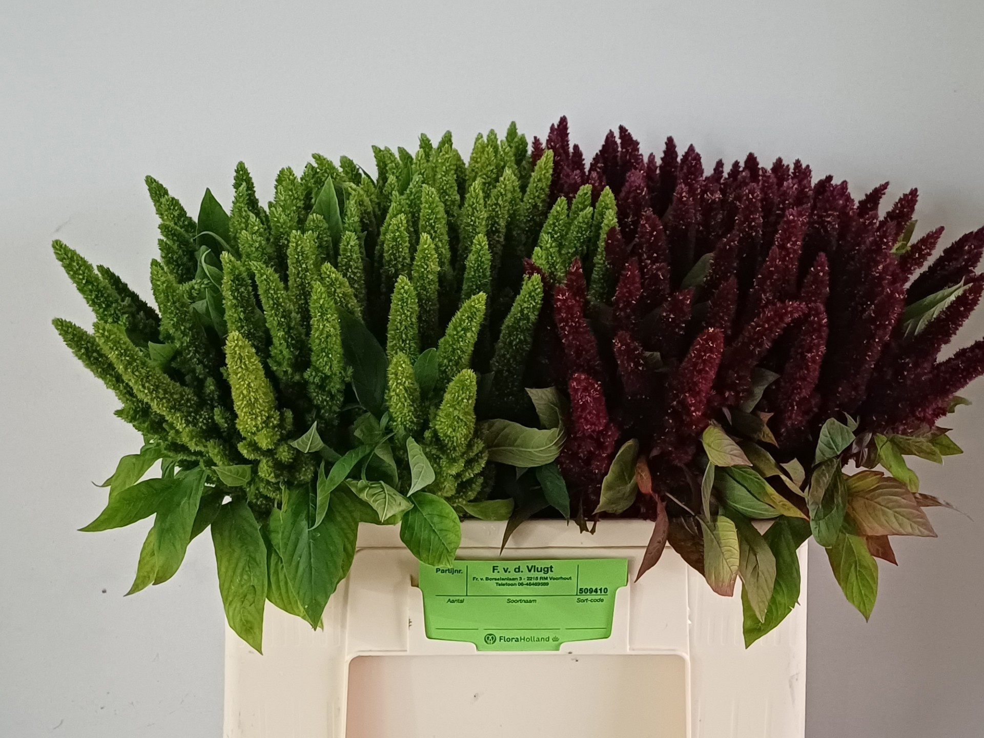Amaranthus Upright Mixed 50cm
