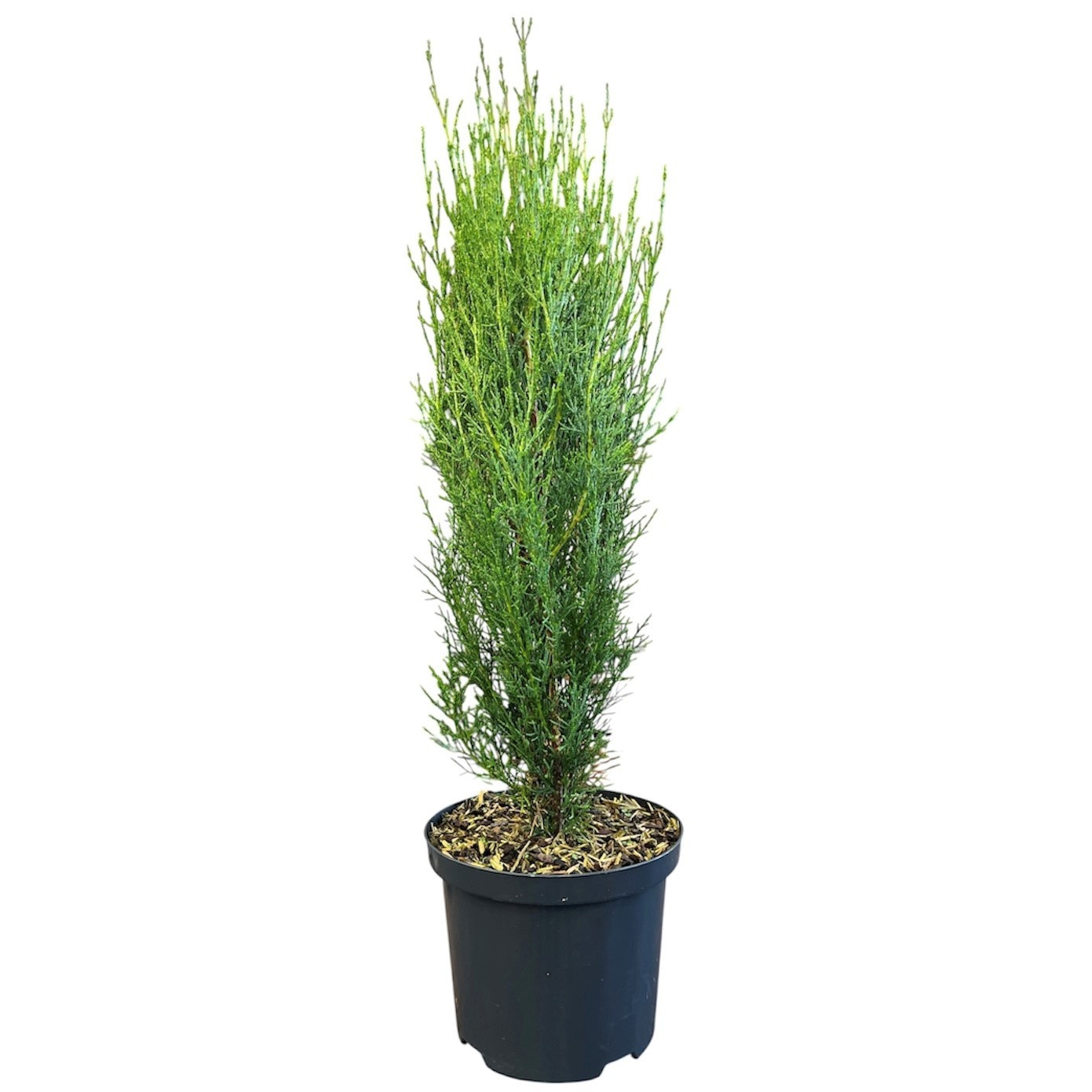 Cupressus sempervirens 'Totem'