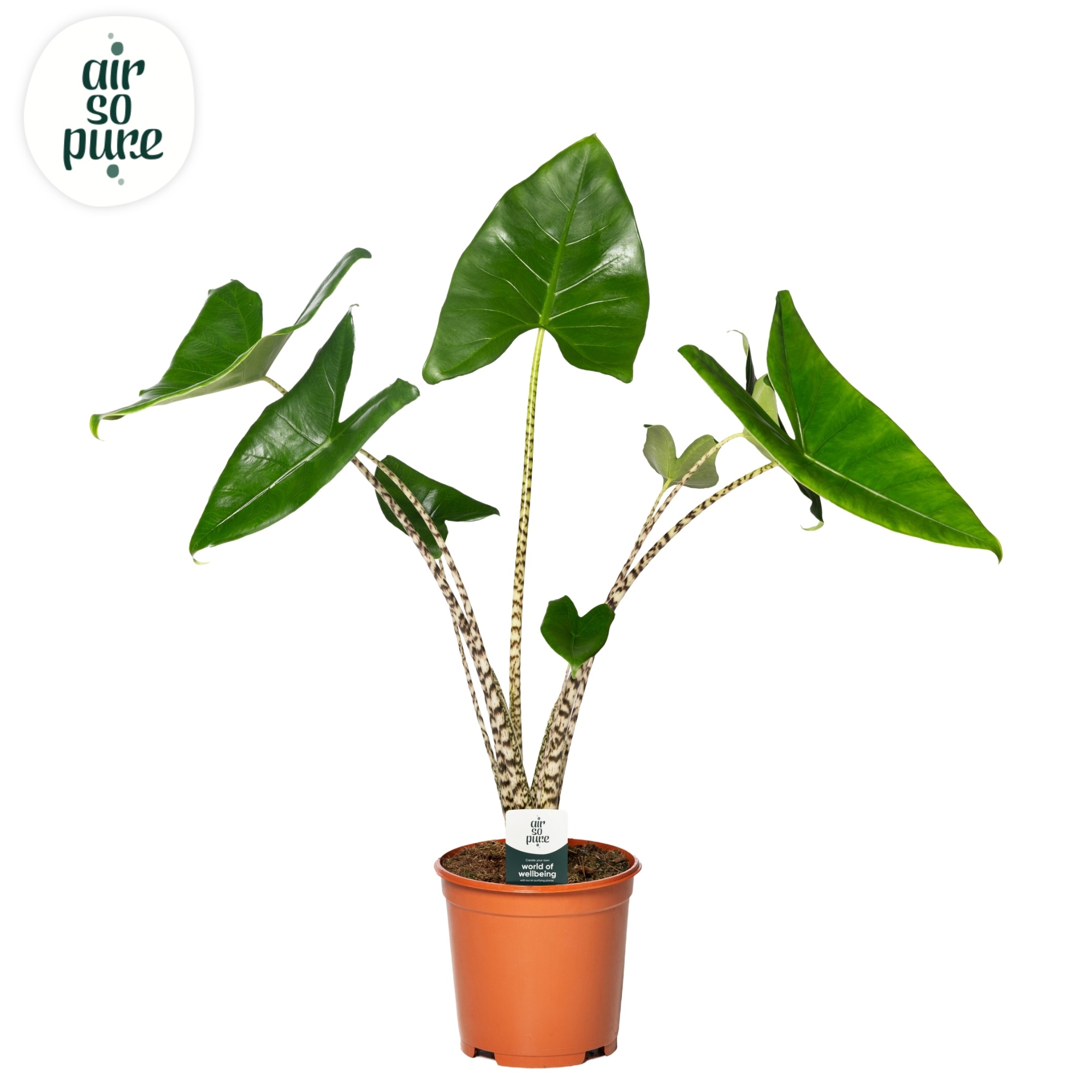 Alocasia zebrina air pure so