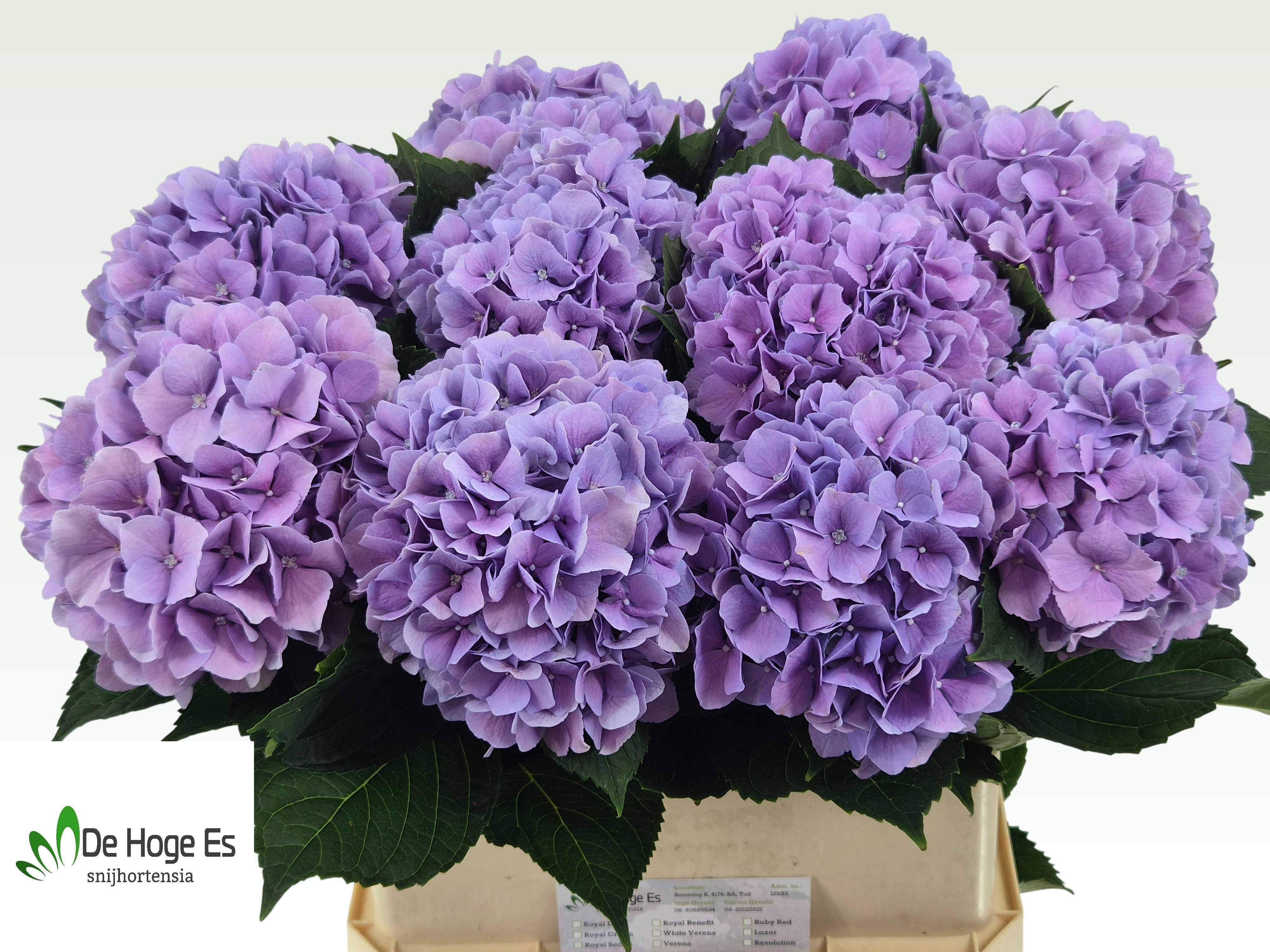 Hydrangea Royal Benefit 80cm 21Ø