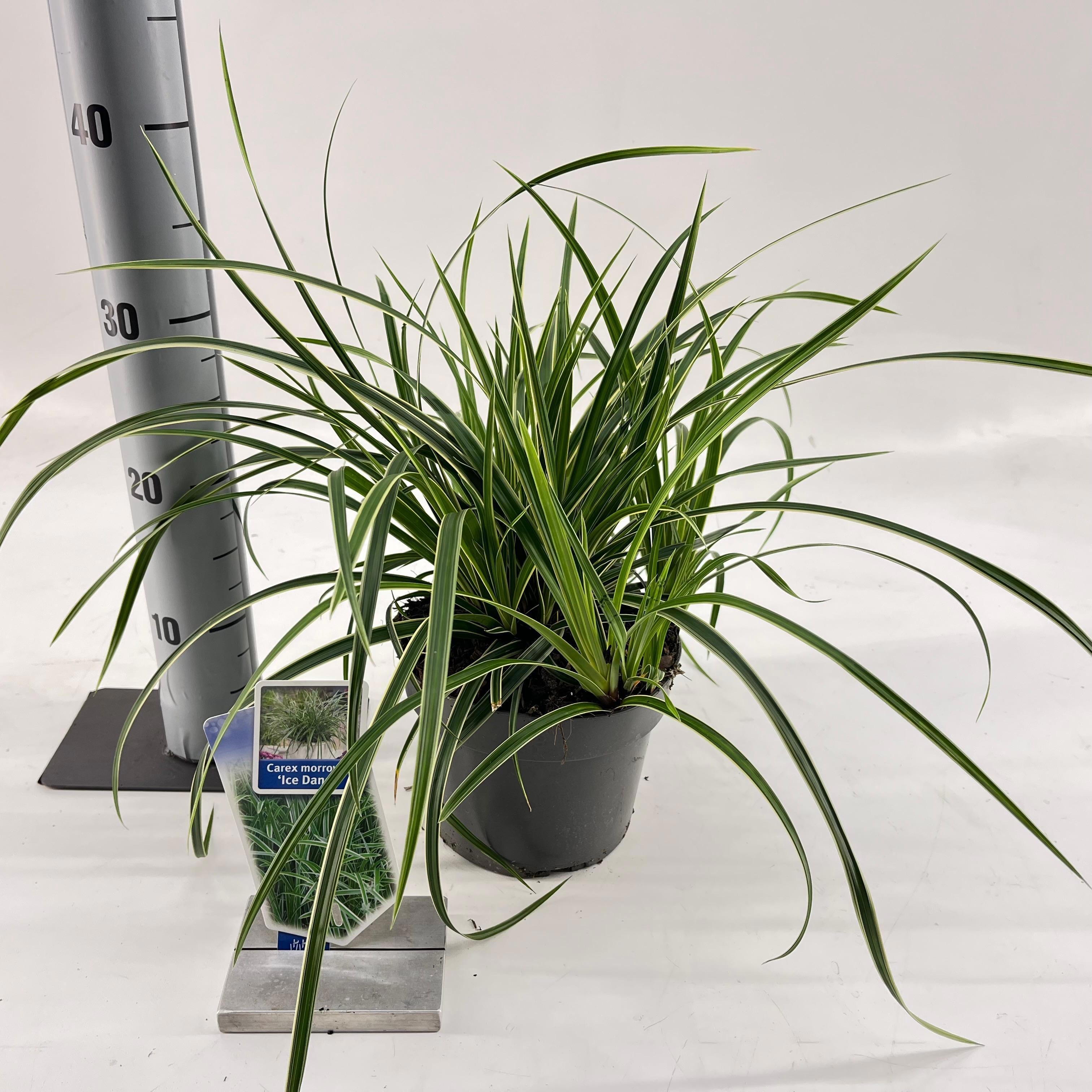 Picture of Carex morrowii 'Ice Dance'