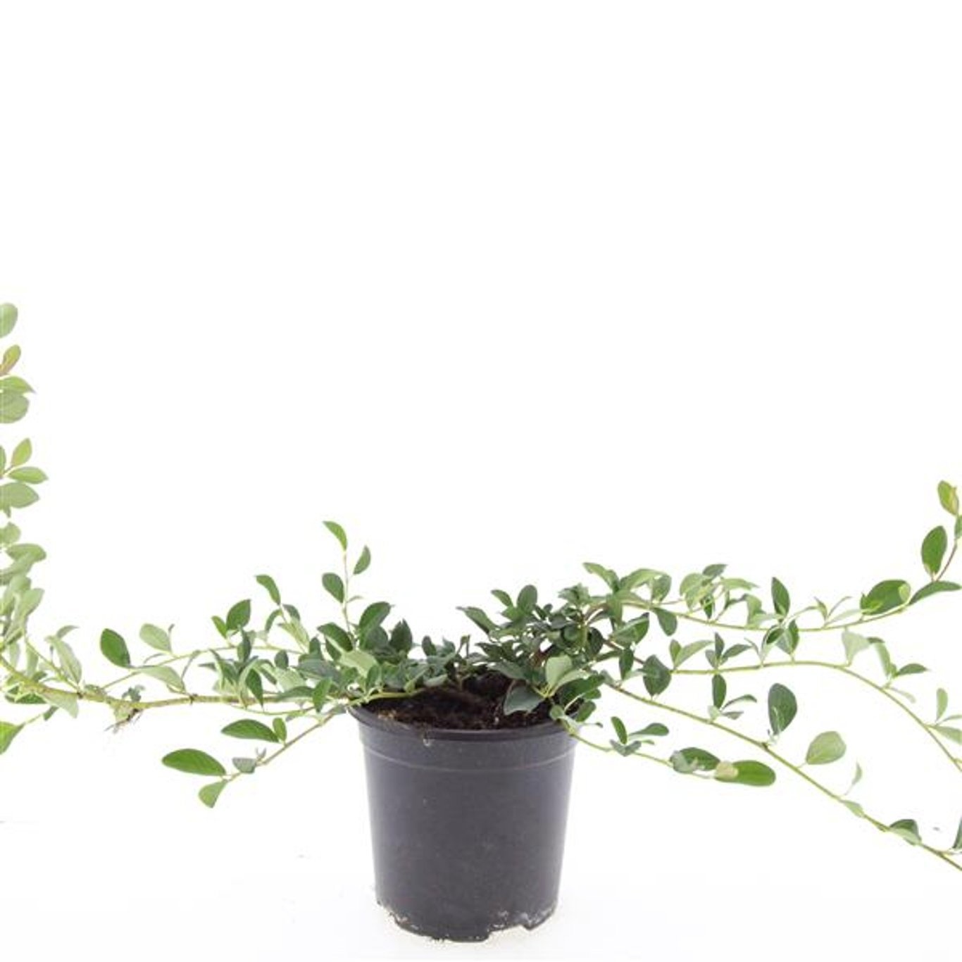 Cotoneaster dammeri