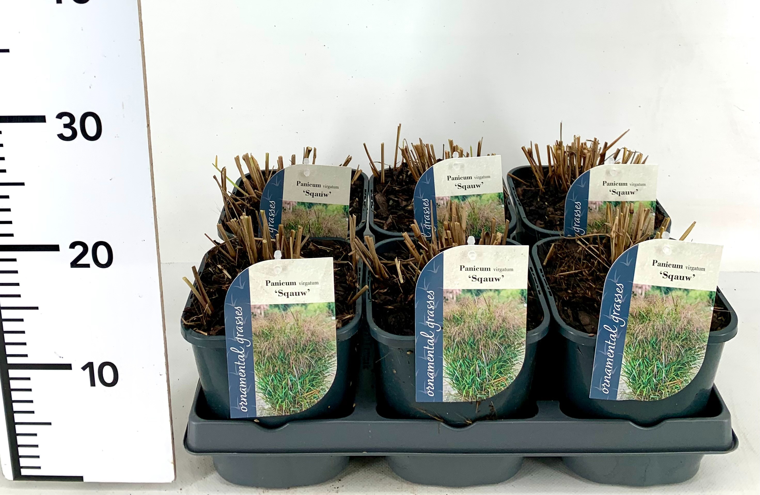 Picture of Panicum virgatum Squaw P17 (2 Ltr)