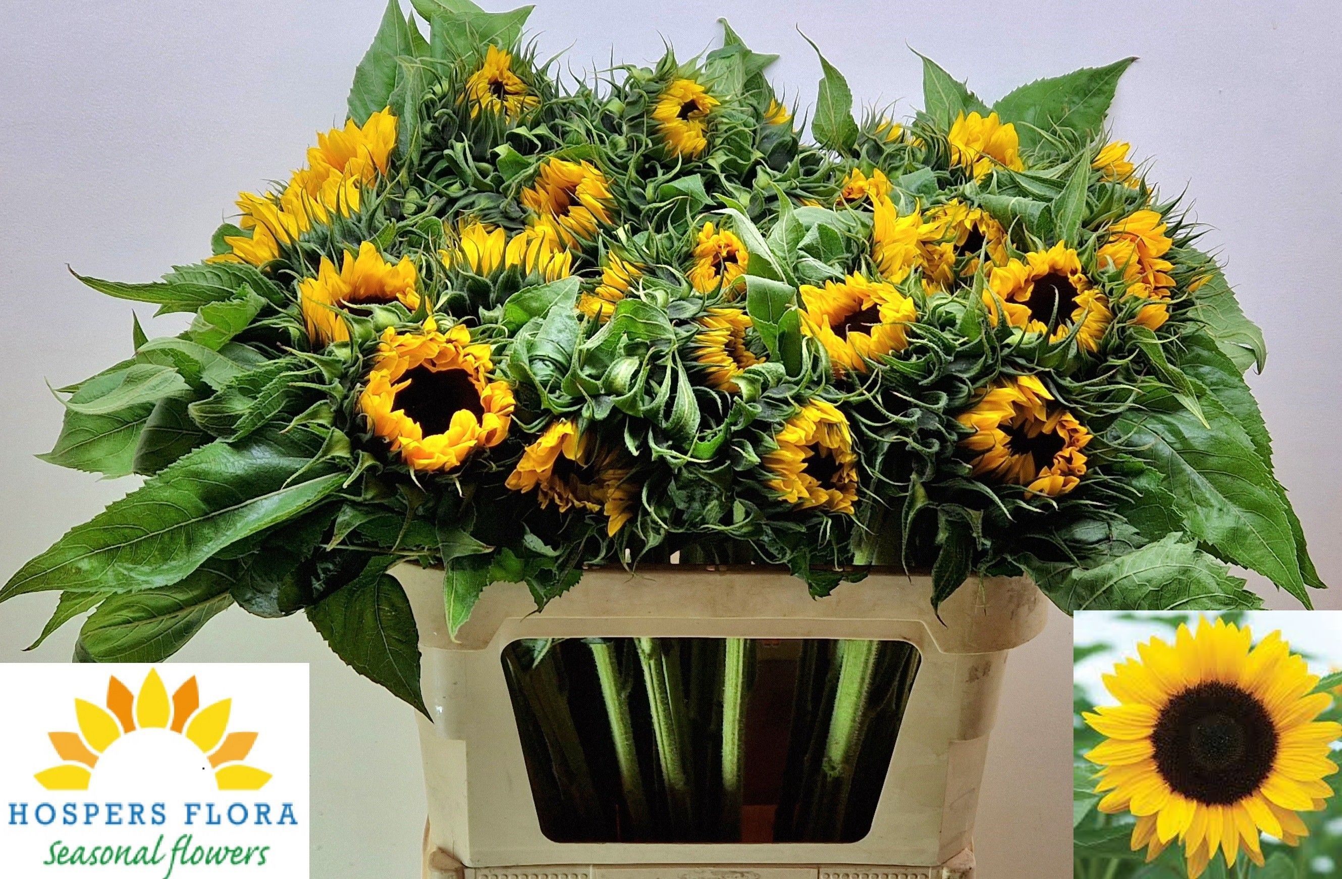 Helianthus Sunrich Or 80cm 12Ø