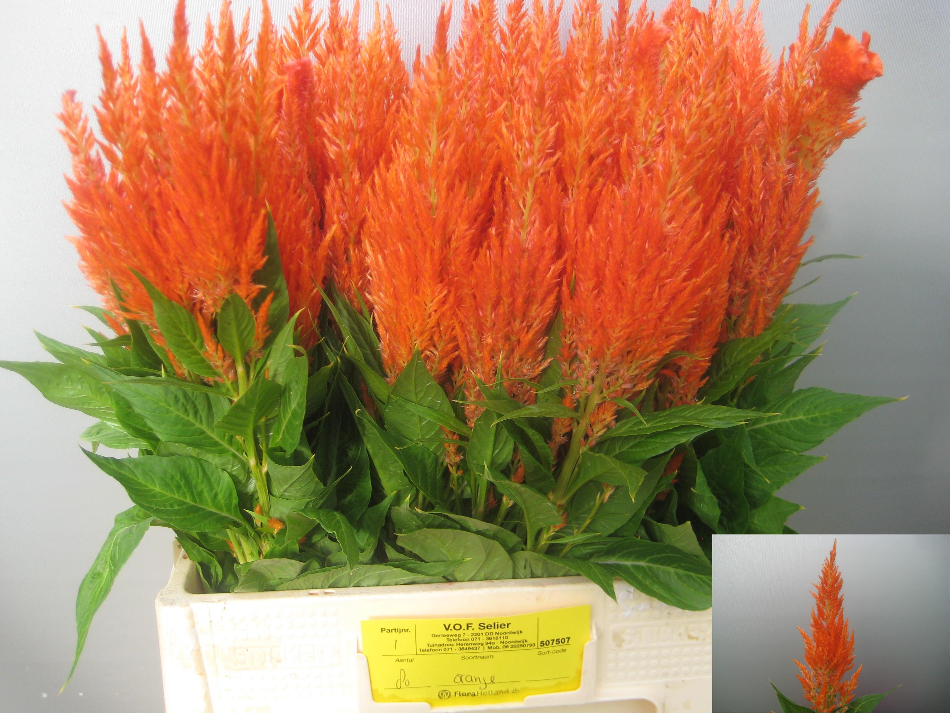 Celosia Feather Apricot Brand 60cm
