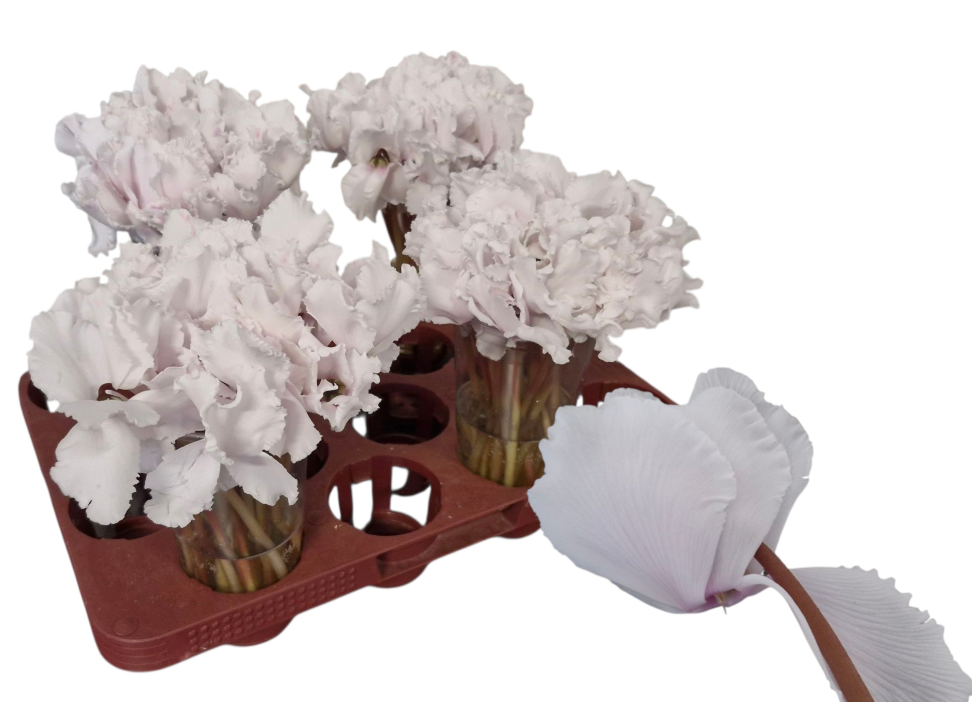 Cyclamen Light Pink 20cm