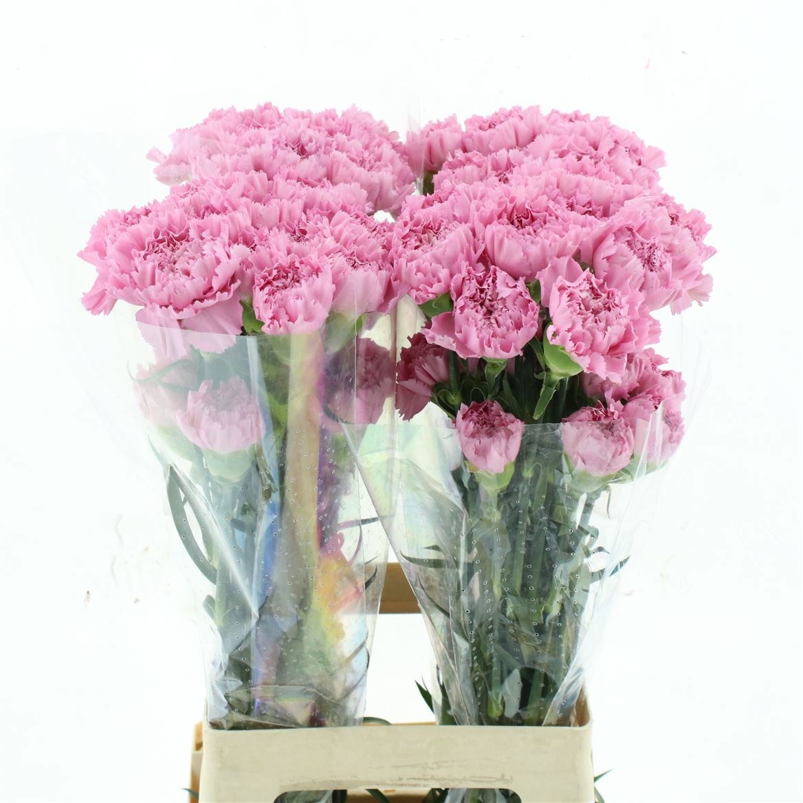Dianthus St Clearwater 70cm