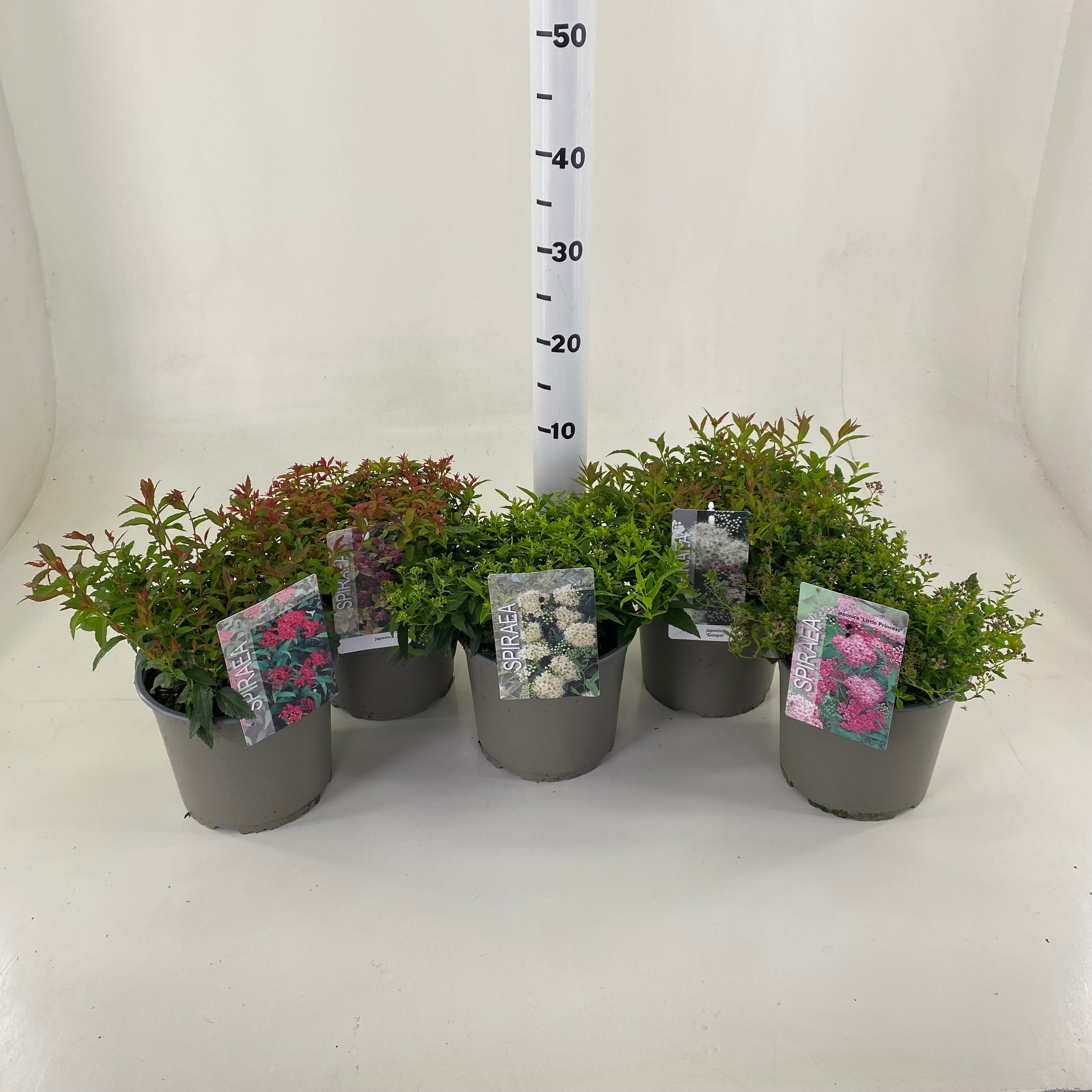 Picture of Spiraea japonica in soorten P19 (3 Ltr)