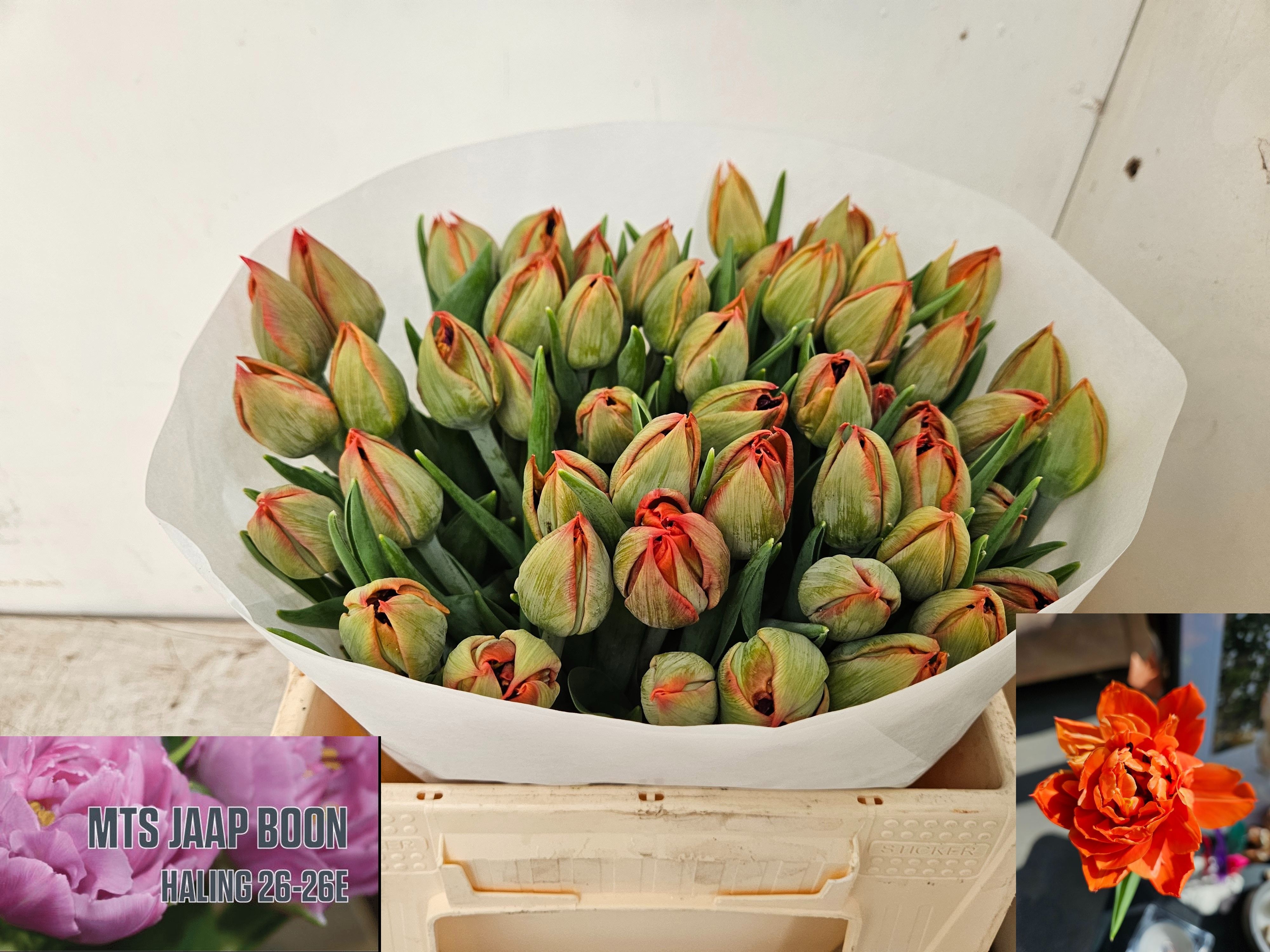 Tulipa Double Sauron 35cm 34gram