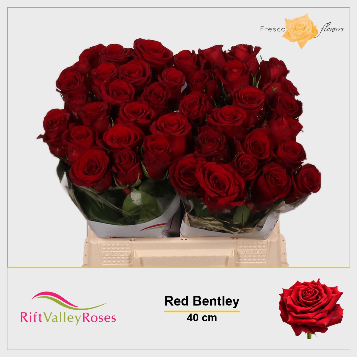 Rosa Red Bentley 40cm