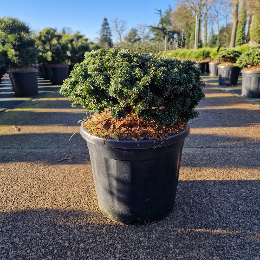 Picture of Abies koreana Brillant 30/35 (LOOSE)