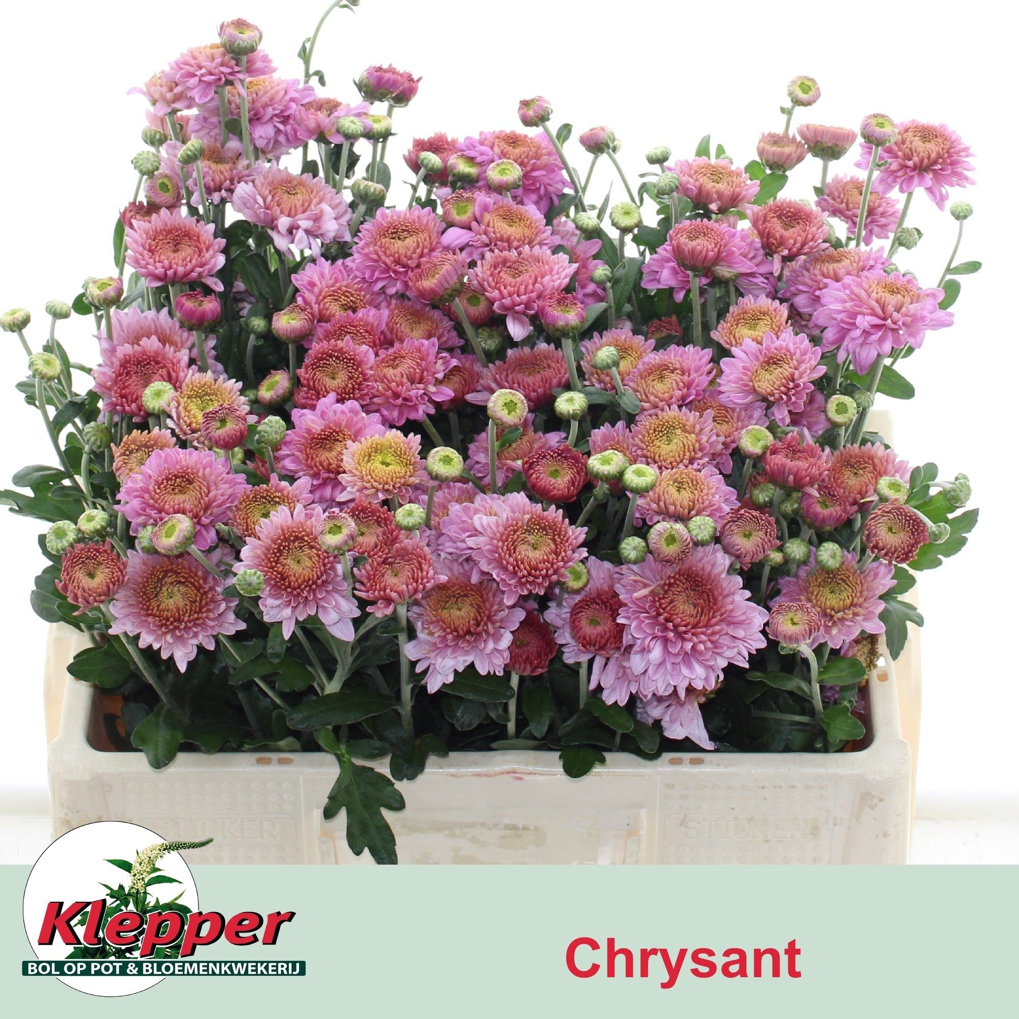 Chrys Spray Blenda 50cm 50gram