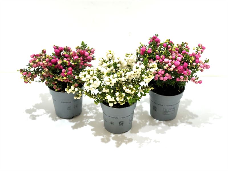 Picture of Gaultheria mucronata in varieties P10.5