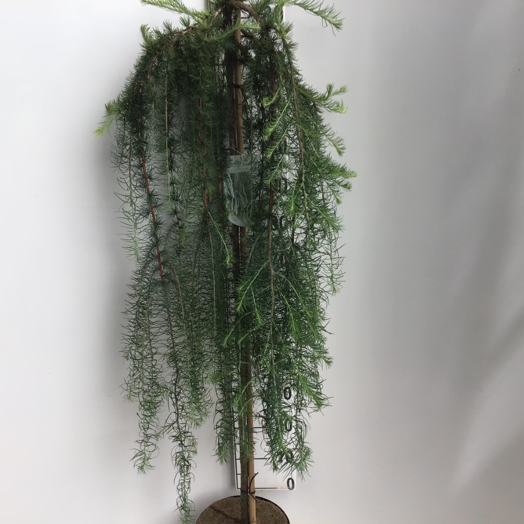 Picture of Larix kaempferi Stiff Weeper P26 (7.5 Ltr) 120/STD